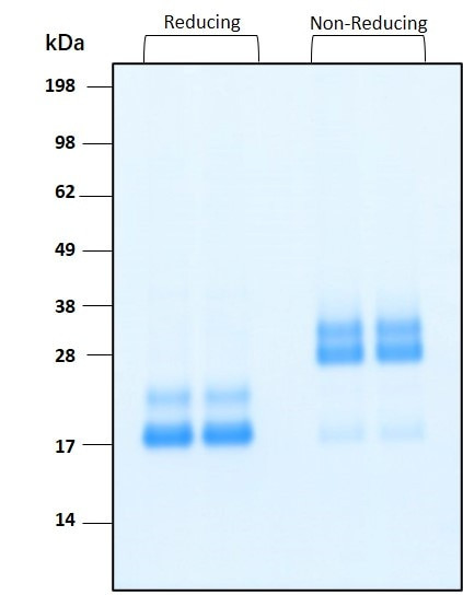 IL-17 (IL-17A) HumanKine(R) recombinant human protein