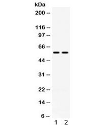 Anti-Cd2