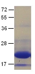 Arl3 (ADP-ribosylation factor-like 3, ARFL3), human, recombinant full length, His6-tag [E. coli]