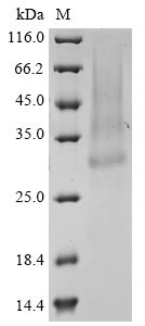 Erythropoietin (EPO), horse, recombinant