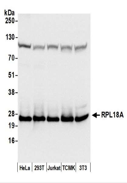 Anti-RPL18A/Ribosomal Protein L18a