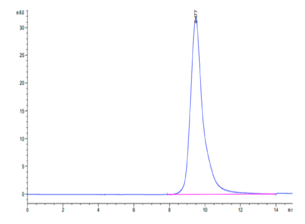 Human ASGR1 Protein