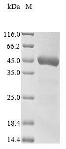 Carboxypeptidase D (CPD), partial, human, recombinant
