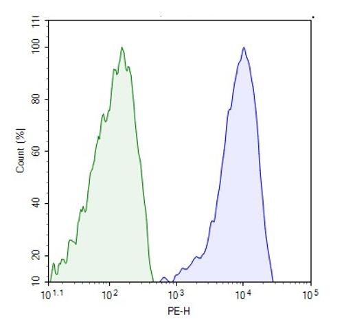 TCR/B2M Knockout Jurkat Cell Line