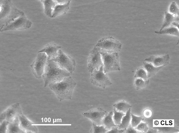 HK EGFP-H2B Cells