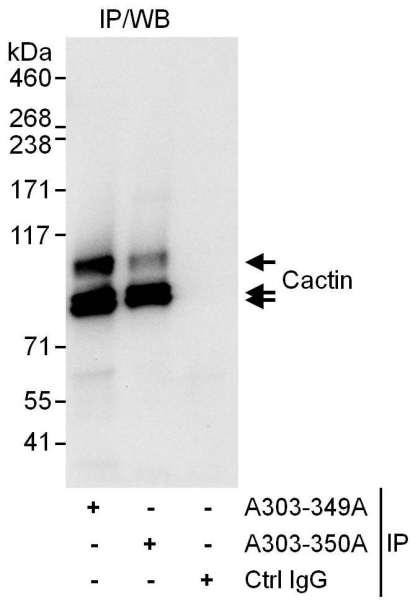 Anti-Cactin