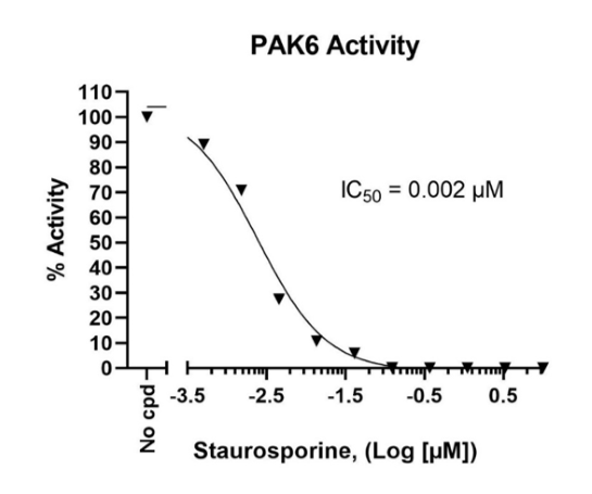 Chemi-Verse(TM) PAK6 Kinase Assay Kit