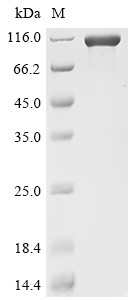 Cadherin-17 (Cdh17), partial, mouse, recombinant