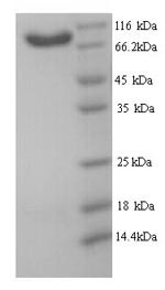 B-cell scaffold protein with ankyrin repeats (BANK1), human, recombinant