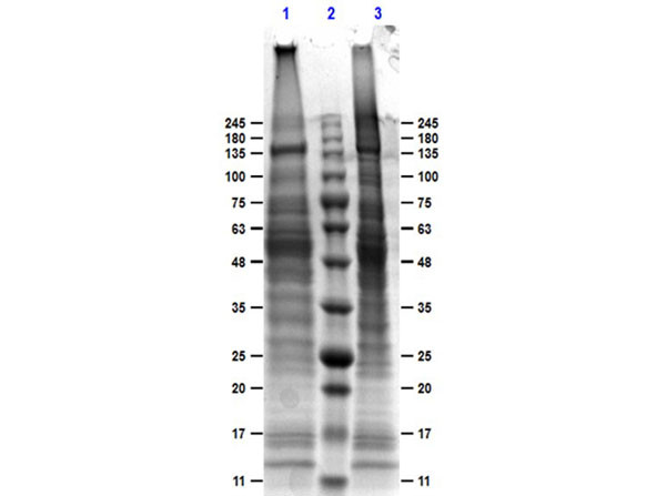 Normal Mouse Liver Whole Cell Lysate