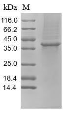 Tissue factor pathway inhibitor (TFPI), rabbit, recombinant