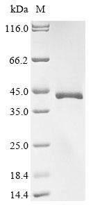 Protein Wnt-2 (Wnt2), mouse, recombinant