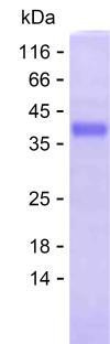 GFAP (human), recombinant protein