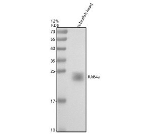 Anti-Zebrafish Rab4a / Rab-4A