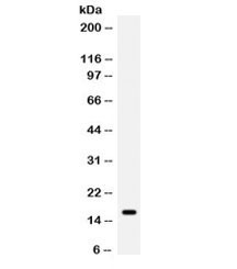 Anti-GIP / Gastric inhibitory polypeptide