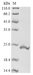 Urocortin-3 (UCN3), human, recombinant