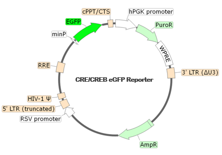 CRE/CREB eGFP Reporter Lentivirus
