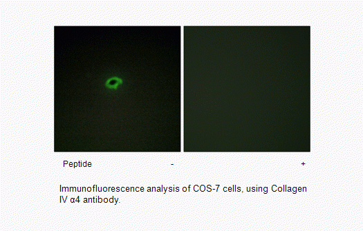 Anti-Collagen IV alpha4