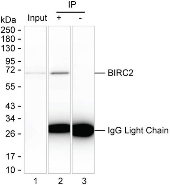 Anti-BIRC2 Magnetic Beads
