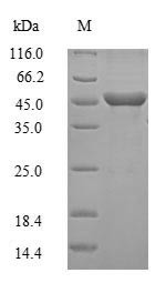 Guanine nucleotide-binding protein G (o) subunit alpha (Gnao1), mouse, recombinant