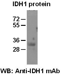 Anti-IDH1, monoclonal