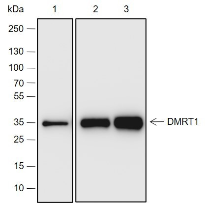 Anti-Recombinant DMRT1, clone A692
