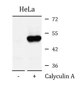 Anti-phospho-GSK3 beta (Ser9)