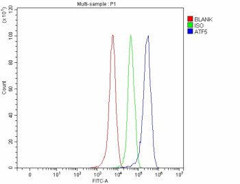 Anti-ATF5 / Activating transcription factor 5