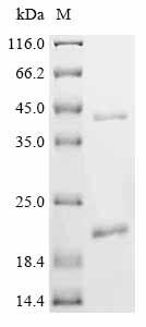 Insulin-like 3 (INSL3), partial, bovine, recombinant