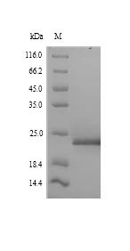 FACT complex subunit SPT16 (SPT16), partial, Arabidopsis thaliana, recombinant