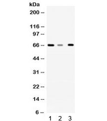 Anti-WDR1 / WD repeat-containing protein 1