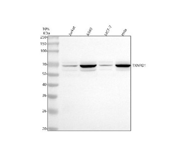 Anti-TXNRD1 / Thioredoxin reductase 1
