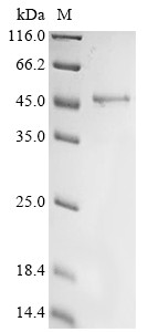 Growth/differentiation factor 8 (MSTN), cat, recombinant