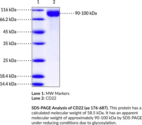 CD22 (aa 176-687) (human, recombinant)