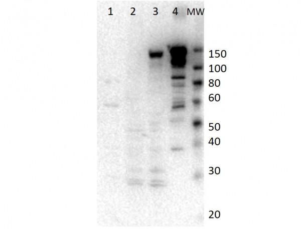 Anti-Myosin 6