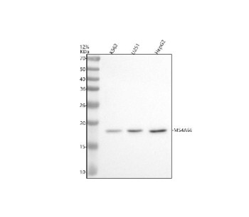 Anti-MS4A6E / Membrane spanning 4-domains subfamily A member 6E