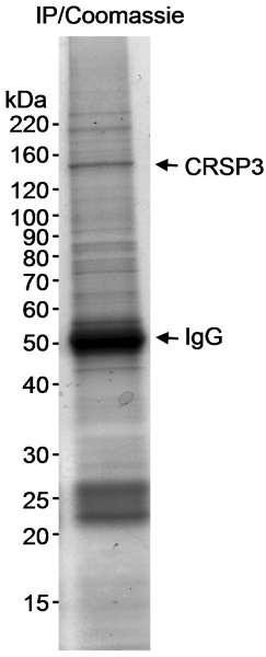 Anti-CRSP3