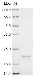 Sorting nexin-12 (SNX12), recombinant human