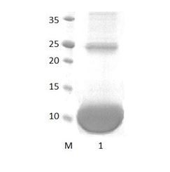 MPDZ_11 PDZ Domain