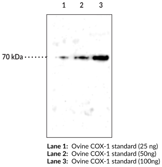 COX-1 (ovine) Electrophoresis Standard