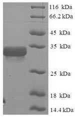 2S albumin, Glycine max, recombinant