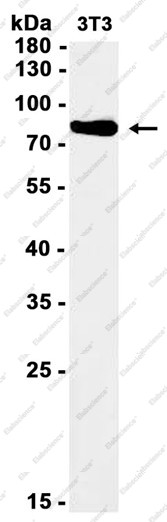 Anti-Recombinant Phospho-STAT1 (Ser727), clone C123027