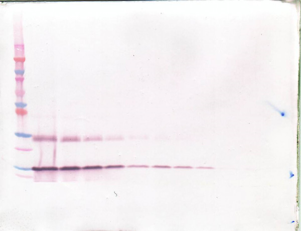 Anti-BDNF (Biotin)