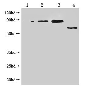Anti-Enterobacteria phage M13 III Monoclonal, clone 1B8E8