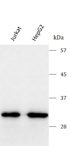 Anti-PSMF1