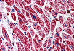 Anti-PIK3C2A, C-terminal