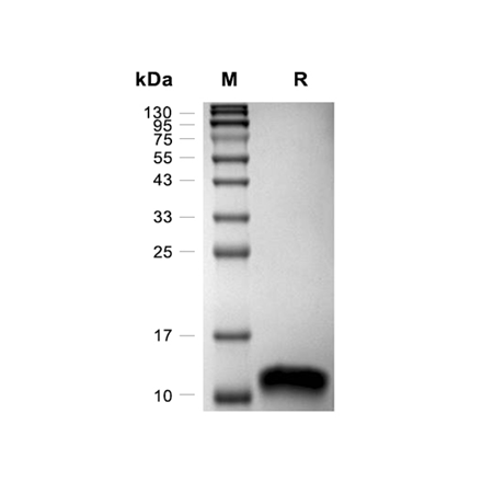 BCA-1 (CXCL13) Recombinant (Human)
