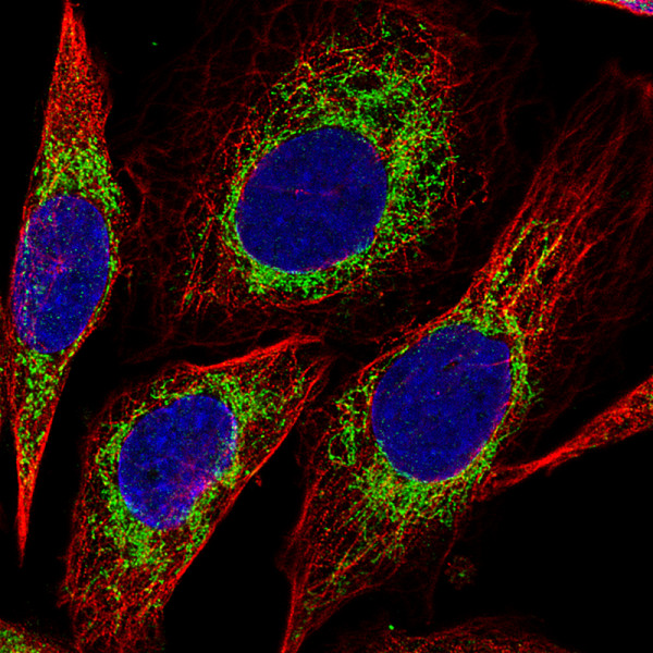Anti-CS, clone CL2561