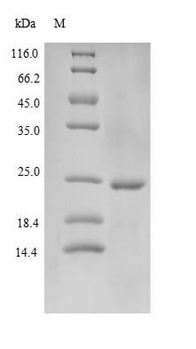 Cathelicidin antimicrobial peptide (CAMP), human, recombinant