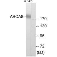 Anti-ABCA8